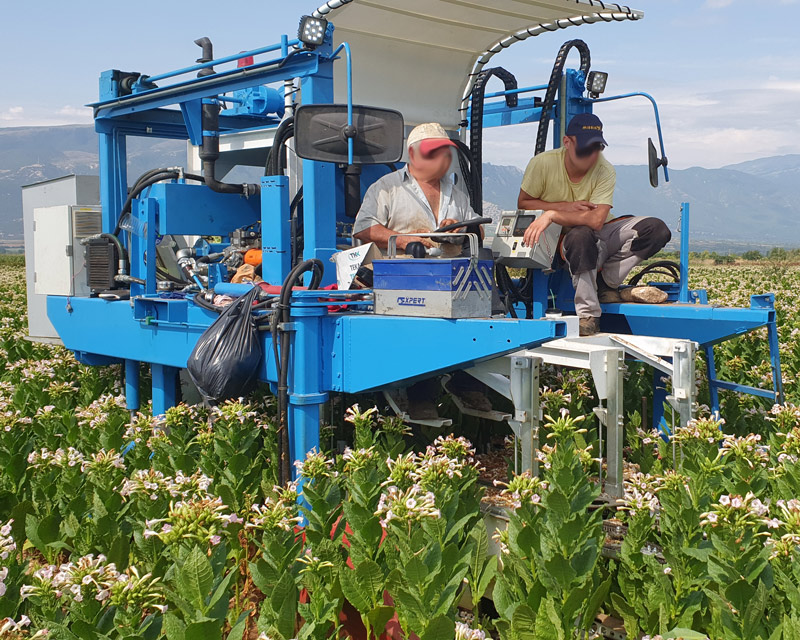 harvest 1